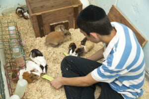 Orphan boy feeding bunnies and guinea pigs in an animal therapy session